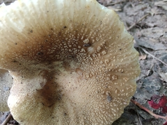 Russula pulverulenta