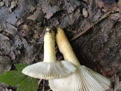 Russula pulverulenta