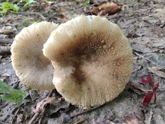 Russula pulverulenta