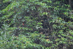 Elaeocarpus decipiens