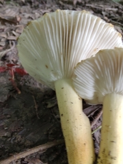 Russula pulverulenta