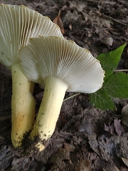Russula pulverulenta