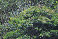 Elaeocarpus decipiens