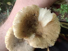 Russula pulverulenta