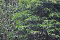 Elaeocarpus decipiens