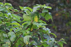 Mussaenda shikokiana