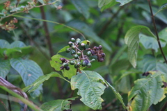 Mussaenda shikokiana