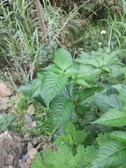 Mussaenda shikokiana