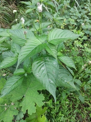 Mussaenda shikokiana