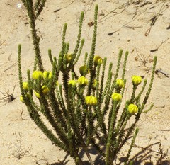 Aspalathus triquetra