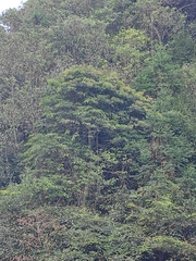 Elaeocarpus decipiens