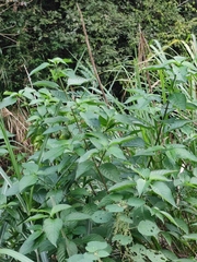 Mussaenda shikokiana