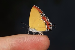 Heliophorus ila