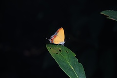 Heliophorus ila