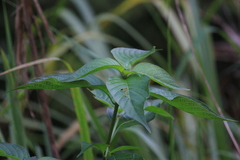 Mussaenda shikokiana