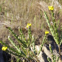 Liparia hirsuta