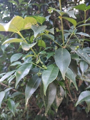 Euonymus laxiflorus