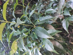 Euonymus laxiflorus