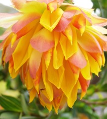 Liparia splendens splendens