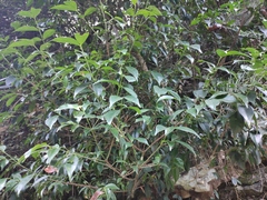 Euonymus laxiflorus