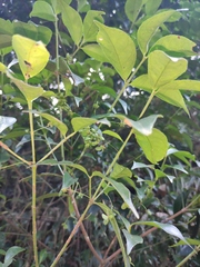 Euonymus laxiflorus