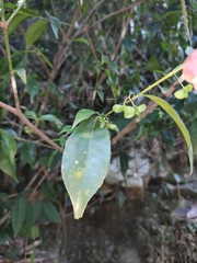 Euonymus laxiflorus