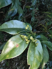 Euonymus laxiflorus