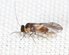 Peripsocus madidus