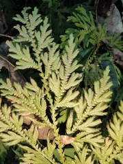 Selaginella moellendorffii