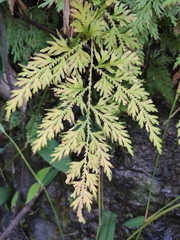 Selaginella moellendorffii