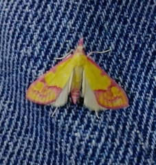 Choristostigma