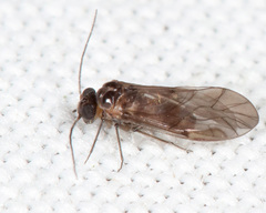 Peripsocus madidus