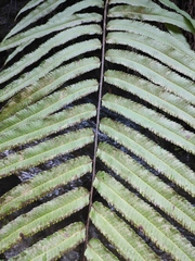 Menisciopsis penangiana