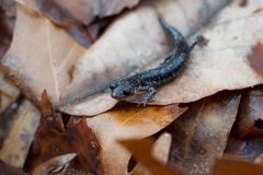 Plethodon ouachitae