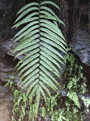 Menisciopsis penangiana
