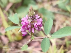 Grona heterocarpos