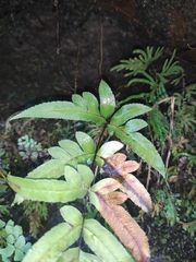 Pteris terminalis