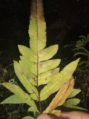 Pteris terminalis