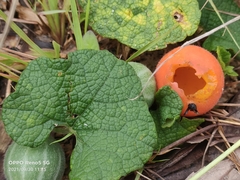 Trichosanthes scabra