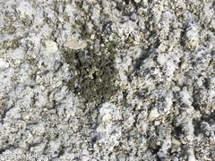 Cicindela willistoni