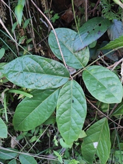 Callerya dielsiana
