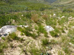 Disa bifida