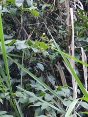 Jasminum lanceolarium