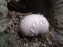 Lycogala flavofuscum