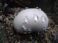 Lycogala flavofuscum