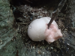 Lycogala flavofuscum