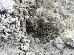 Cicindela willistoni