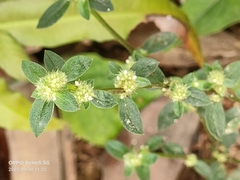 Spermacoce mauritiana