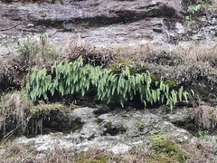 Polypodiodes niponica