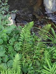 Pseudocyclosorus subochthodes